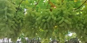Fresh Green Seedless Table Grapes