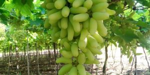 Grapes