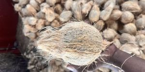 Semi Husked Coconuts