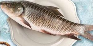 Frozen Rohu Bhakura Fish