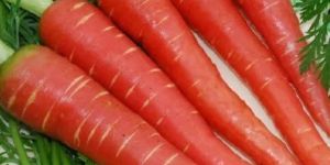 a Grade Fresh Red Carrot