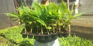 G9 Banana Plant