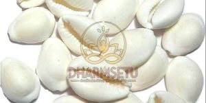 White Kodi Shell