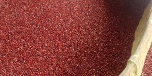 Red Ragi Seeds