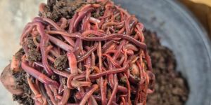 Eisenia Fetida - Live Earth Worms