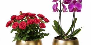 Premium Decorative Golden Mirror-Finish Round Flower Pots &Ndash; Set of 2