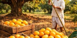 Ratnagiri Devgad Alphonso Hapus Mango