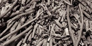 Natural Wood Charcoal