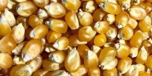 a Grade Maize Seeds
