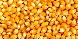 Raw Maize Seeds