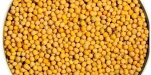 Yellow Mustard Seeds