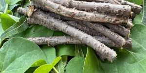 jodnar giloy dried sticks