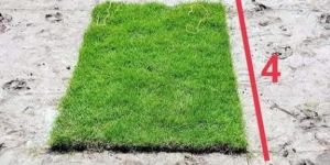 Carpet Grass