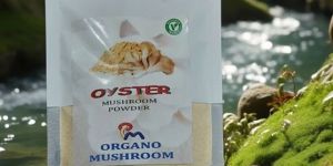 Dried Oyster Mushroom Powder