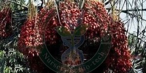 Amber Tissue Culture Date Palm Plant