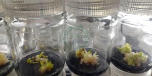 Barhee Tissue Culture Date Palm Plant