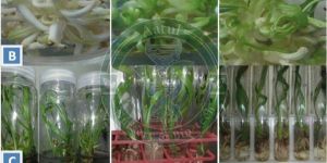 Keniji Tissue Culture Dates Plant