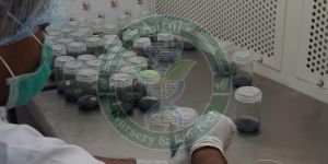 Khalas Tissue Culture Date Palm Plant