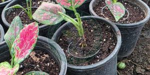 Landscape Ornamental Palm Plant