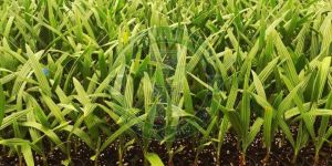 Medjool Tissue Culture Date Palm Plant