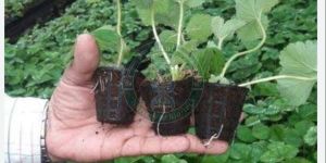 Tissue Culture Strawberry Plant