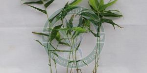Tissue Culture Bamboo Plant