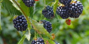 Tissue Culture Blackberry Plant