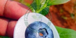 Tissue Culture Blueberry Plant