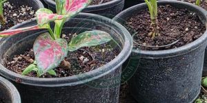 Tissue Culture Flowering Ornamental Plant