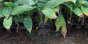 Tissue Culture G9 Banana Plant