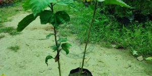 Tissue Culture Mulberry Plant
