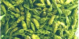 Dehydrated Green Chilli