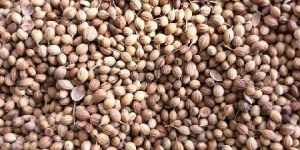Coriander Seeds