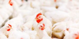 Broiler Poultry Concentrates
