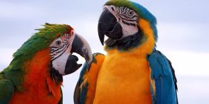 Parrot Feed