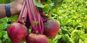 Ooty Beetroot