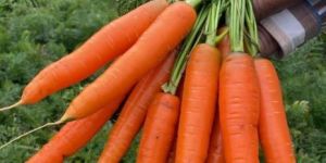 Ooty Carrot