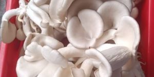 Oyster Mushroom