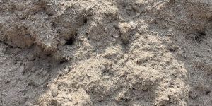 Agro Sugarcane Bagasse