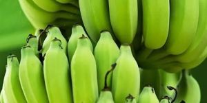 Cavendish Green Banana