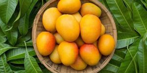 Fresh Mango