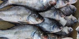 Catla Fish