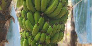 G 9 Cavendish Banana
