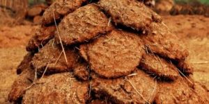 Cow Dung Cake
