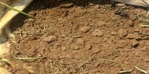 Dry Cow Dung Powder