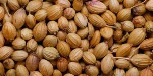 Coriander Seeds