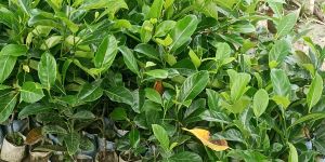 Hybrid Jack Fruit Plant