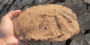 Cow Dung Cake