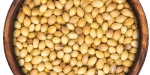 Coriander Seeds