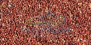Finger Millet Seeds